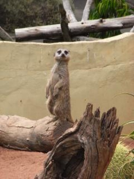 Meerkat meerkat Kalahari Desert wood about Biology Hertfordshire